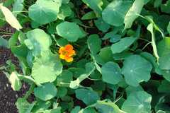 Tropaeolum majus